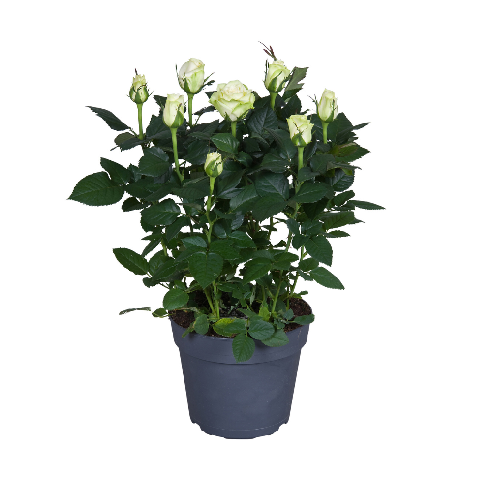 🌹 Rosa – Witte Rozenplant