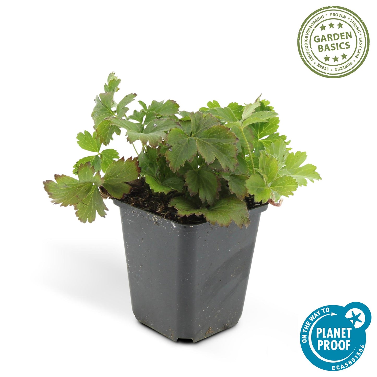 🌿 Waldsteinia ternata – Winterharde Groenblijvende Bodembedekker (6 stuks)