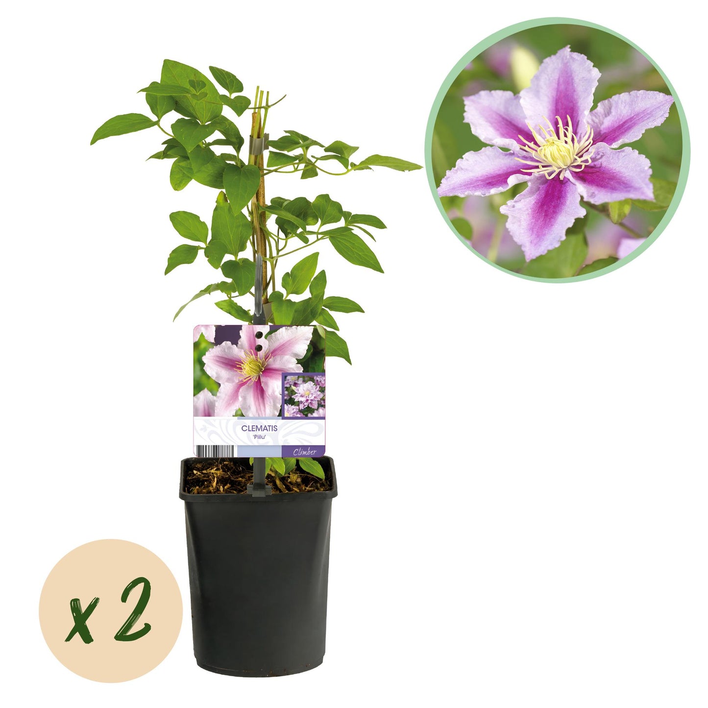🌸 Clematis ‘Piilu’ – Klimplant (2 Stuks)