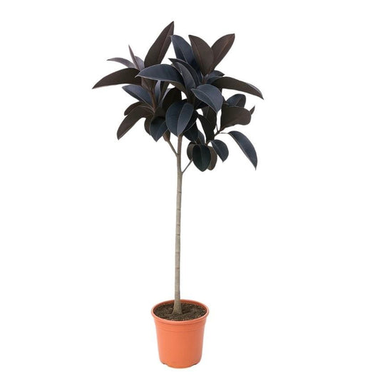 🌿 Ficus Elastica Abidjan Stam – 130 cm