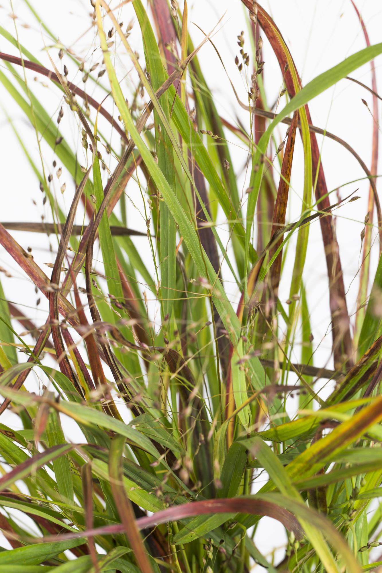 🔥 Panicum virgatum ‘Cheyenne Sky’ – Rood Siergras
