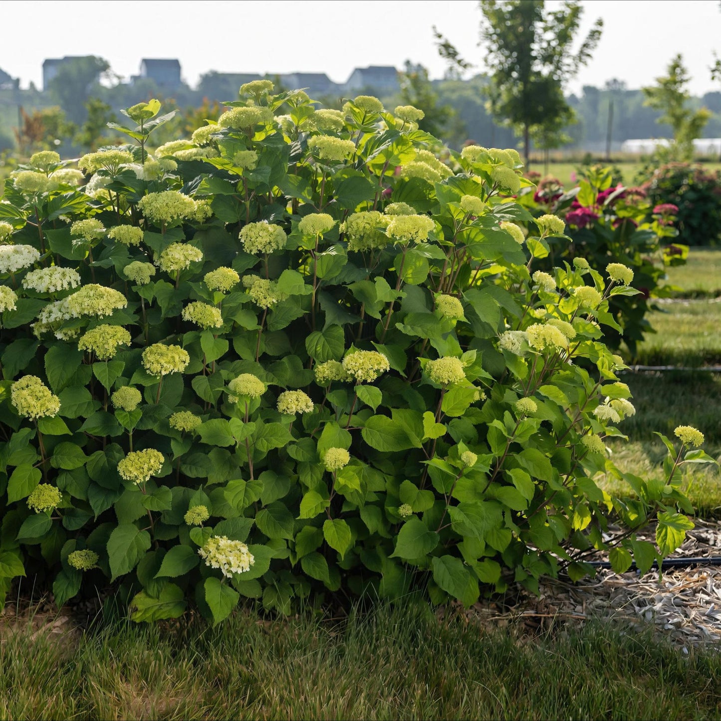🤍 Hydrangea arborescens ‘FlowerWOW’ – Witte Hortensia