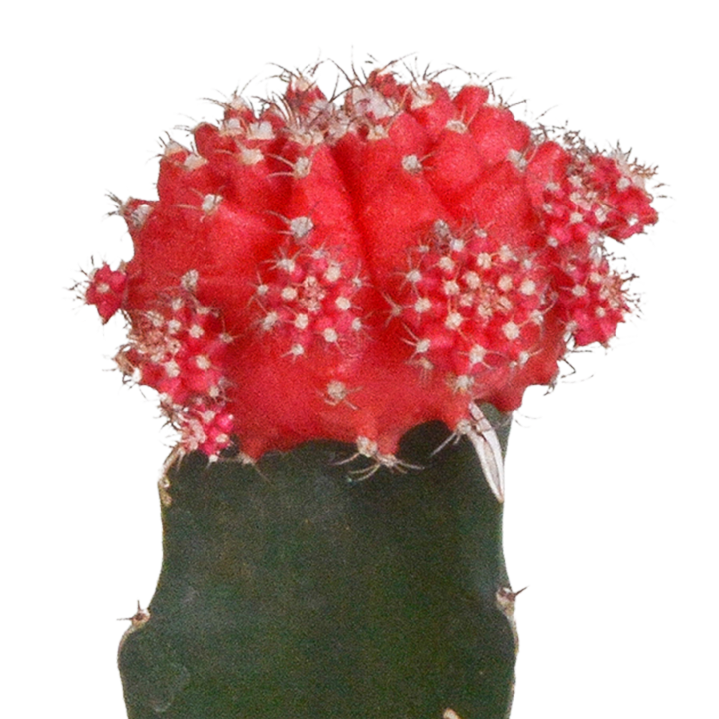 🌵 Euphorbia meloformis variegata & Gymnocalycium mix (3 stuks)