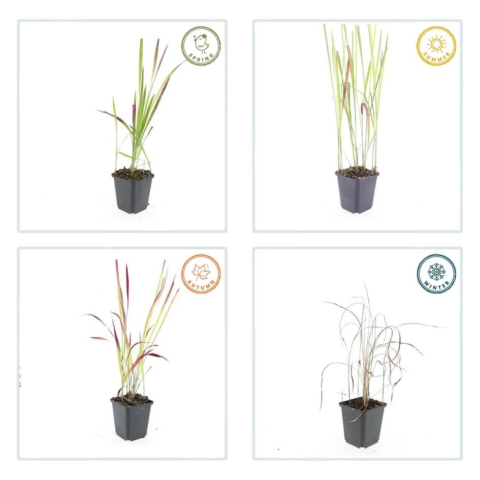 🌾 Imperata cylindrica ‘Red Baron’ | Japans Bloedgras (12 Stuks)