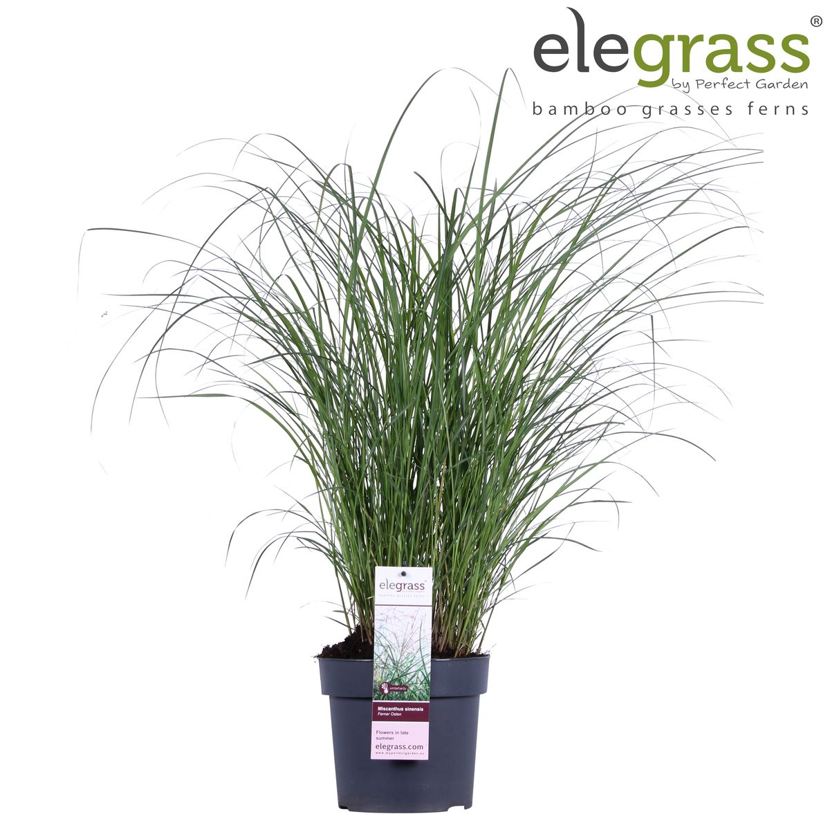 🌾 Miscanthus sinensis ‘Ferner Osten’ – Prachtsiergras met Rode Pluimen