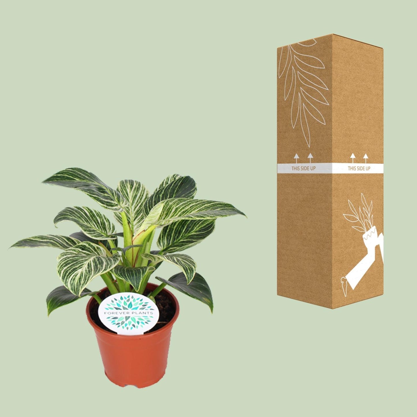 🌿 Philodendron Birkin | Luxe Kamerplant met Uniek Blad