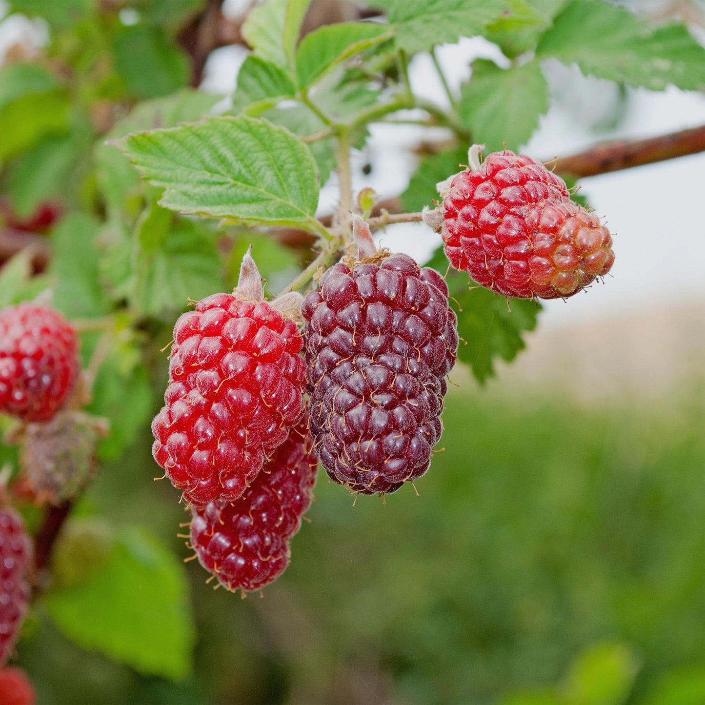 🍓 Rubus ‘Tayberry’ – Taybes (2 Stuks)