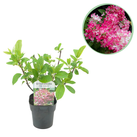 🌸 Hydrangea paniculata ‘Pink Diamond’ – Pluimhortensia