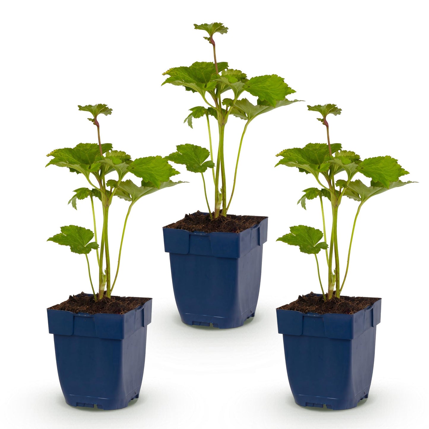 🌿 Anemone × hybrida 'Königin Charlotte' – Herfstanemoon | 3 stuks