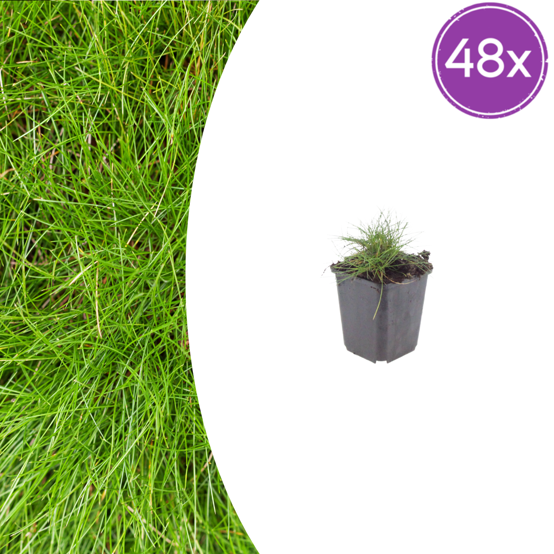 🌾 Festuca gautieri | Zwenkgras (48 Stuks)