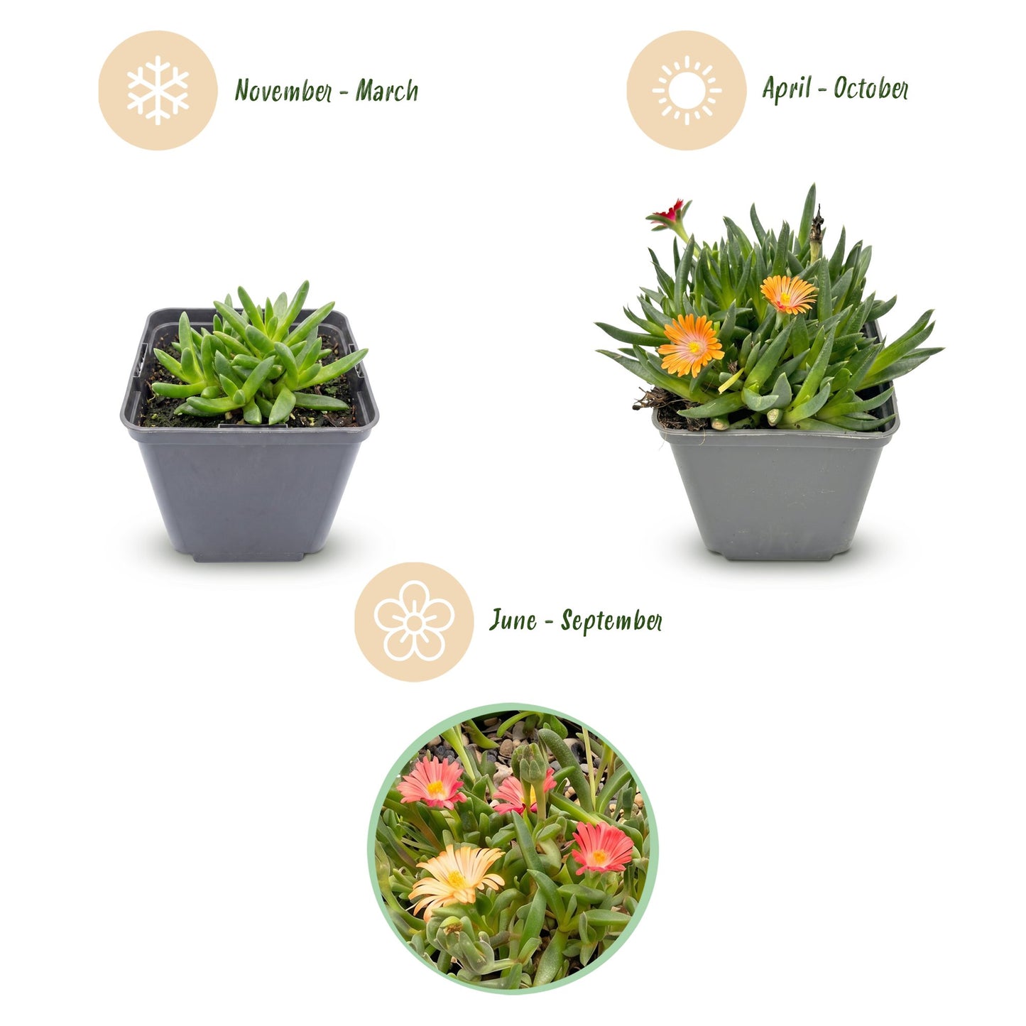 🌸 Delosperma Mix – Winterharde IJsbloemenmix | (12 stuks)