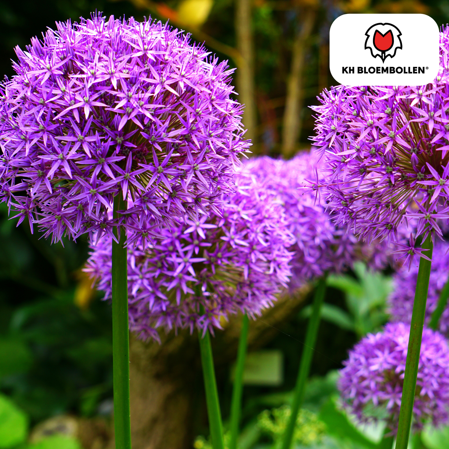 Allium ‘Globemaster’ 🌸 | 5 Bloembollen – Grote Sierui, Bijenlokker & Duurzaam