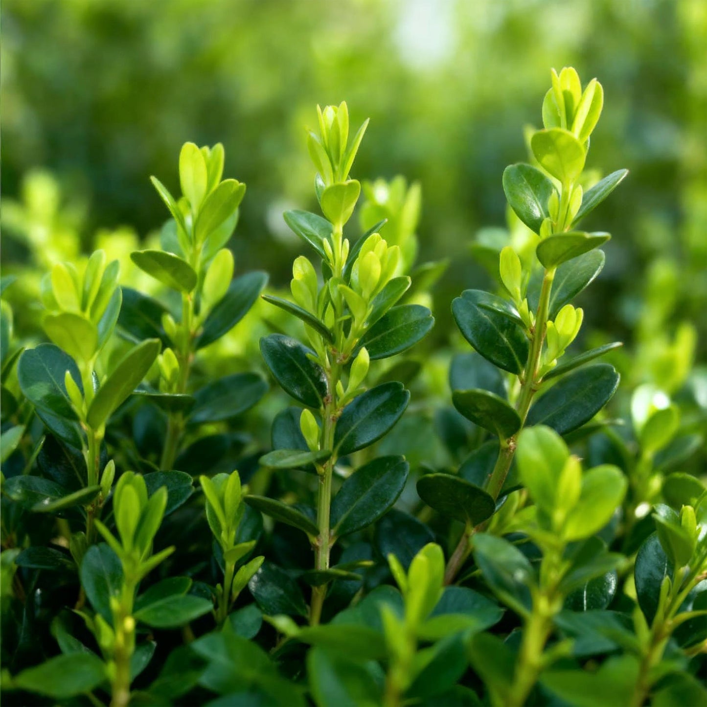 🌿 BetterBuxus Babylon Beauty | Buxus Haag (12 Planten)