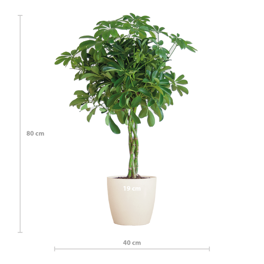 🌿 Schefflera Arboricola ‘Nora’ – Vingerplant met Vibers Pot Wit