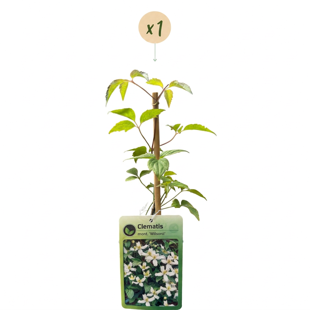 🤍 Clematis montana ‘Wilsonii’ – Bergclematis – Witte klimplant
