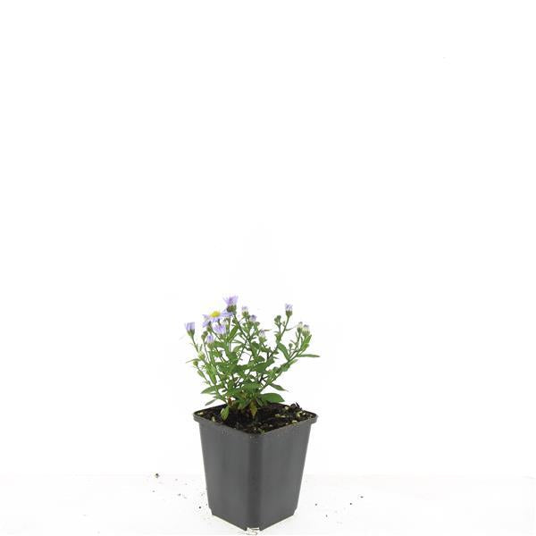 🌸 Aster ‘Prof. Anton Kippenberg’ – Winterharde Bloeiende Bodembedekker (24 stuks)