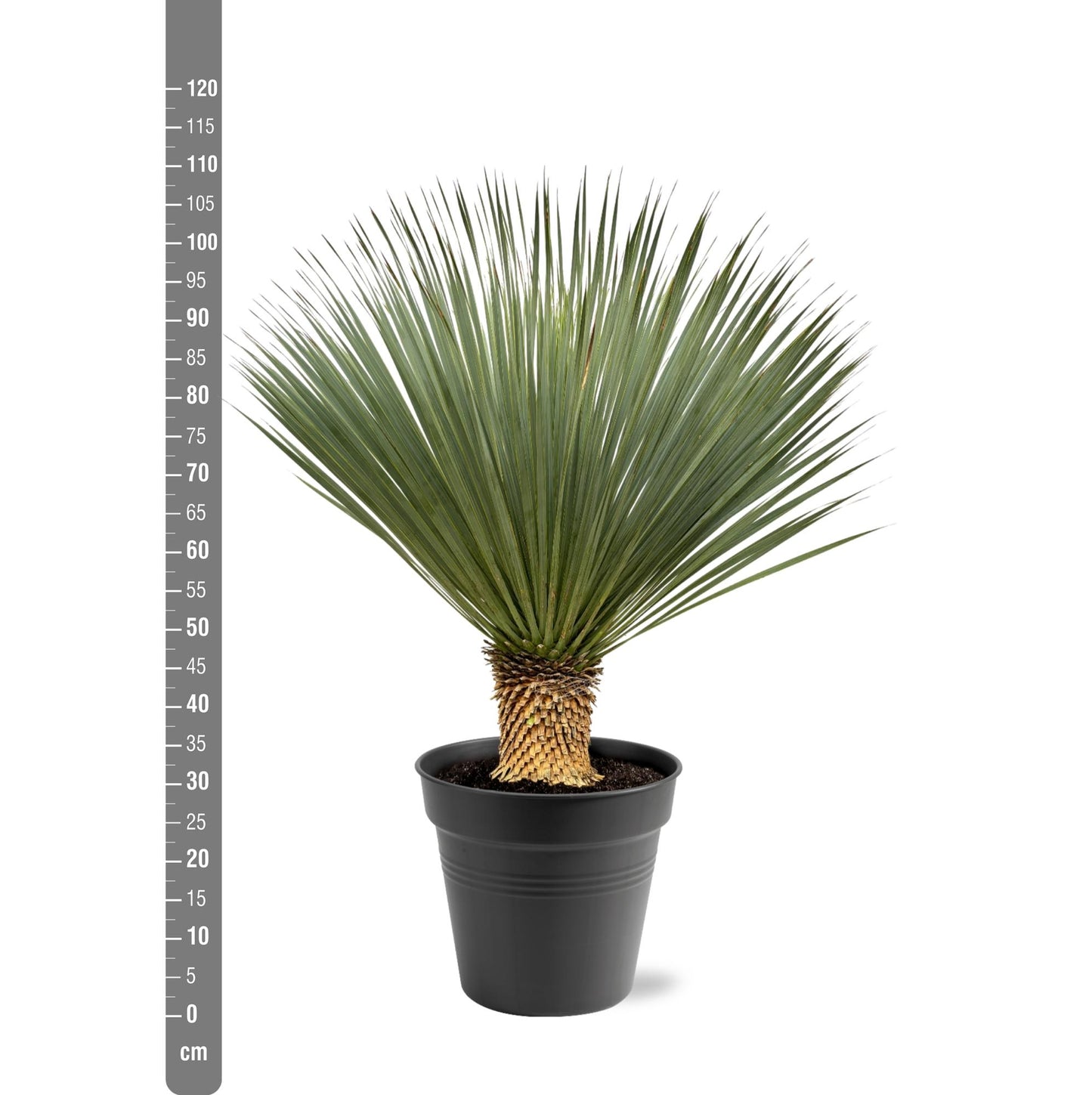 🌵 Yucca rostrata – Winterharde Palmlelie (1 plant)