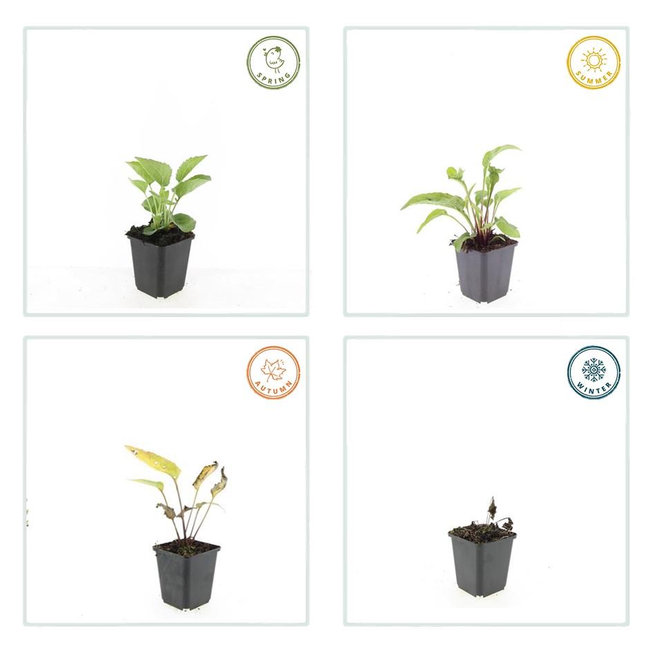 🌸 Echinacea purpurea ‘Magnus’ – Zonnehoed (6 Stuks)