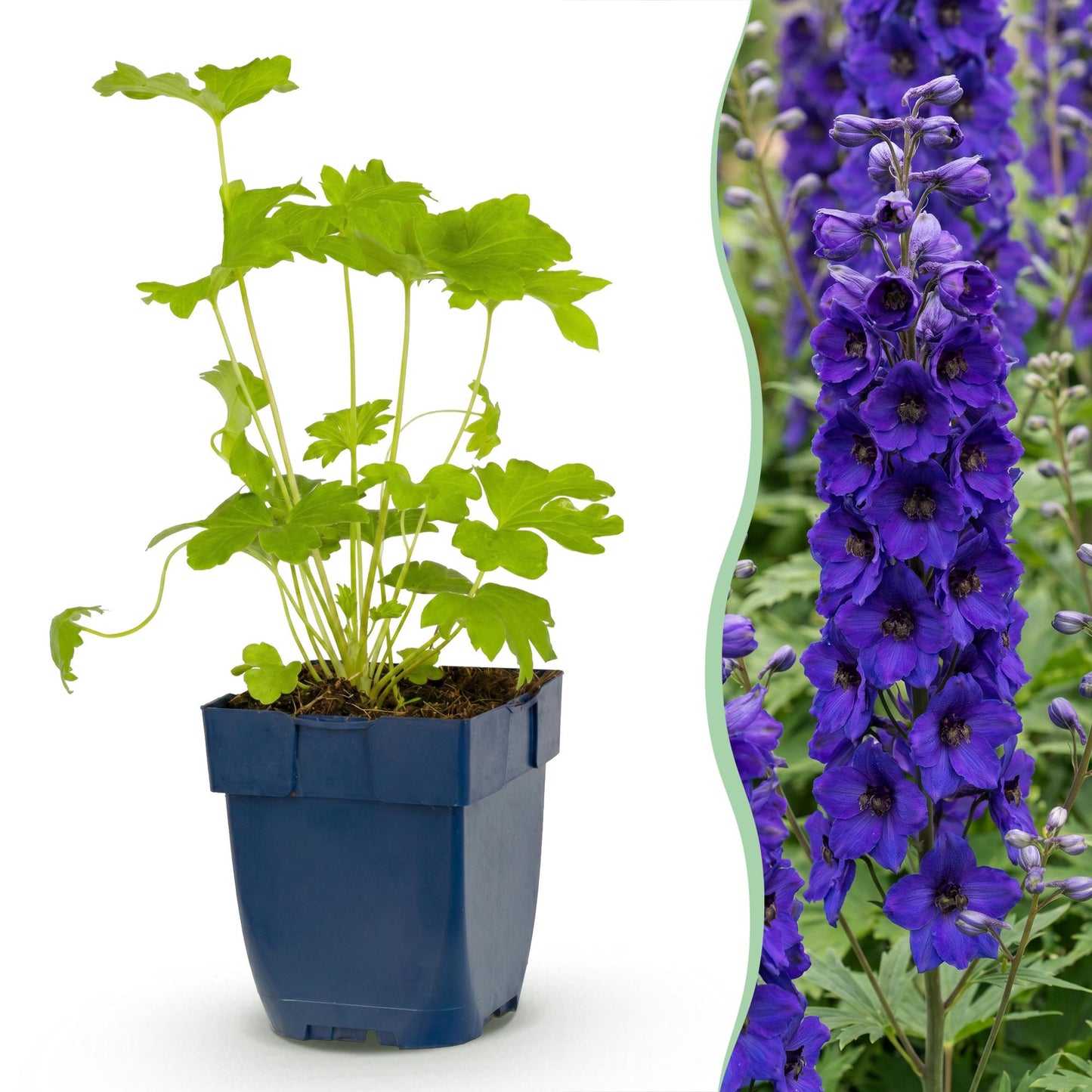 🌿 Delphinium (Pacific) 'Black Knight' – Ridderspoor | 3 stuks