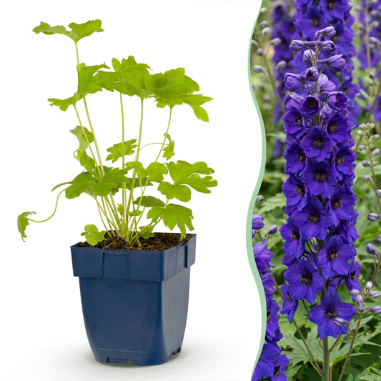 🌿 Delphinium (Pacific) 'Black Knight' – Ridderspoor | 3 stuks
