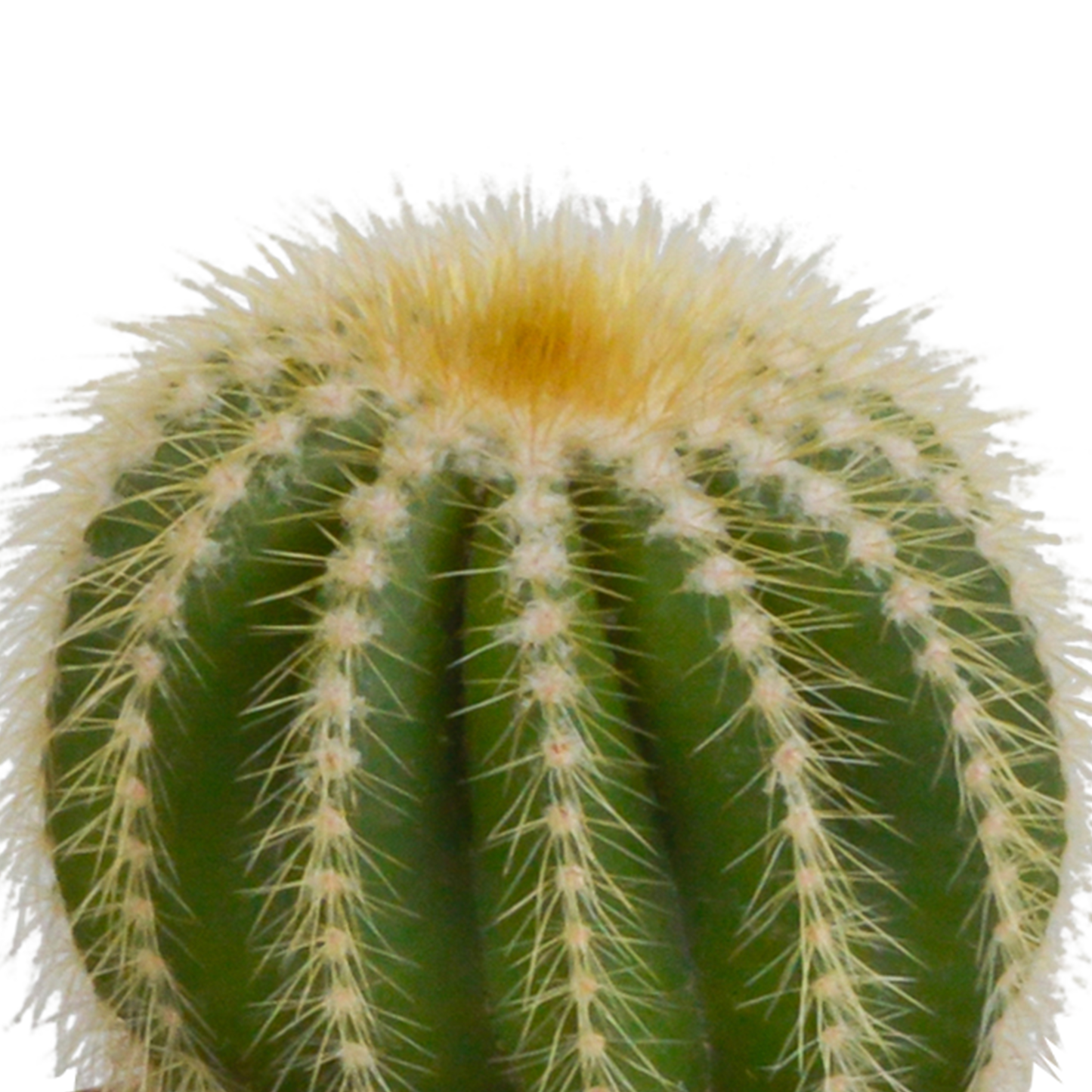 🌵 Cactus Mix –in Witte Pot (3 stuks)