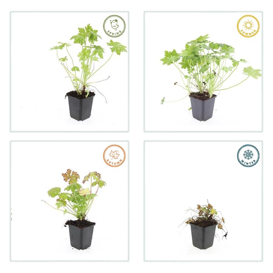 🌸 Geranium macrorrhizum – Ooievaarsbek (6 Stuks)