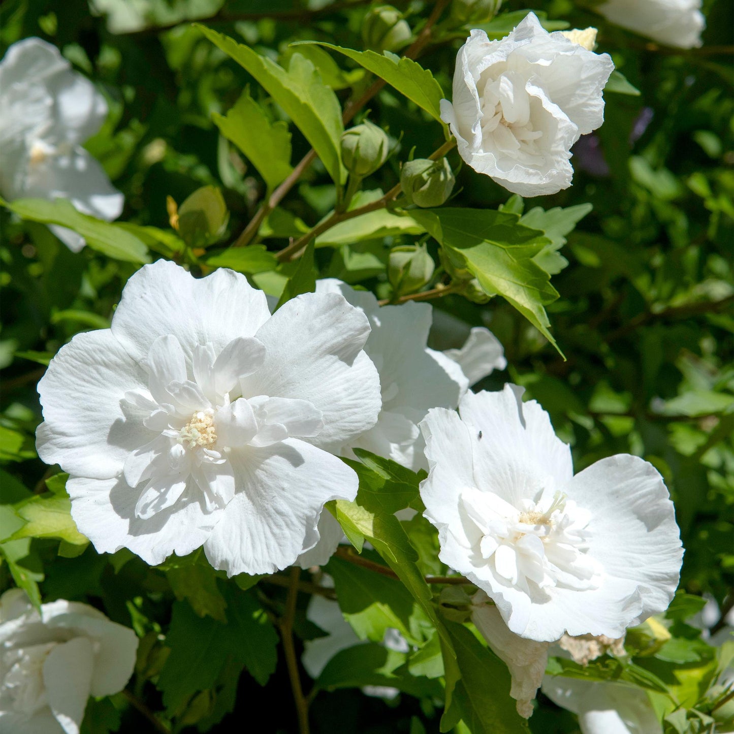 🌸 Hibiscus syriacus ‘White Chiffon®’ – Hibiscus op Stam