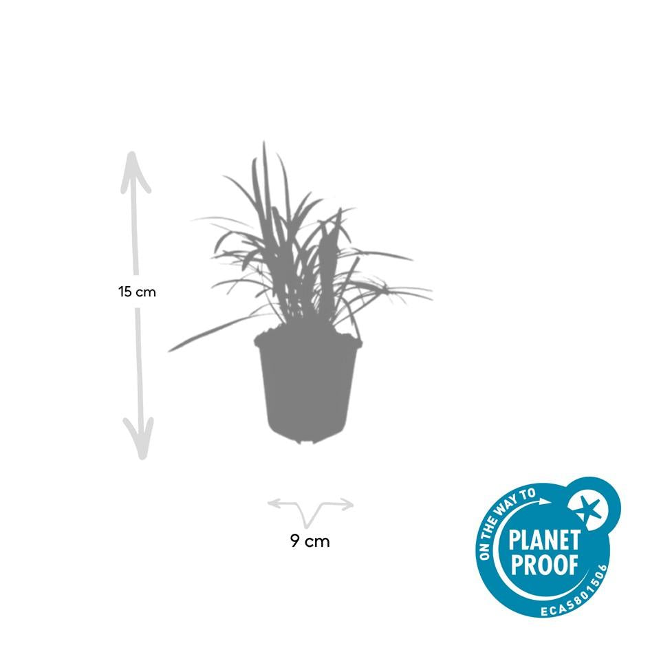 🌿 Liriope ‘Monroe White’ – Wintergroene Bloeiende Bodembedekker (24 stuks)