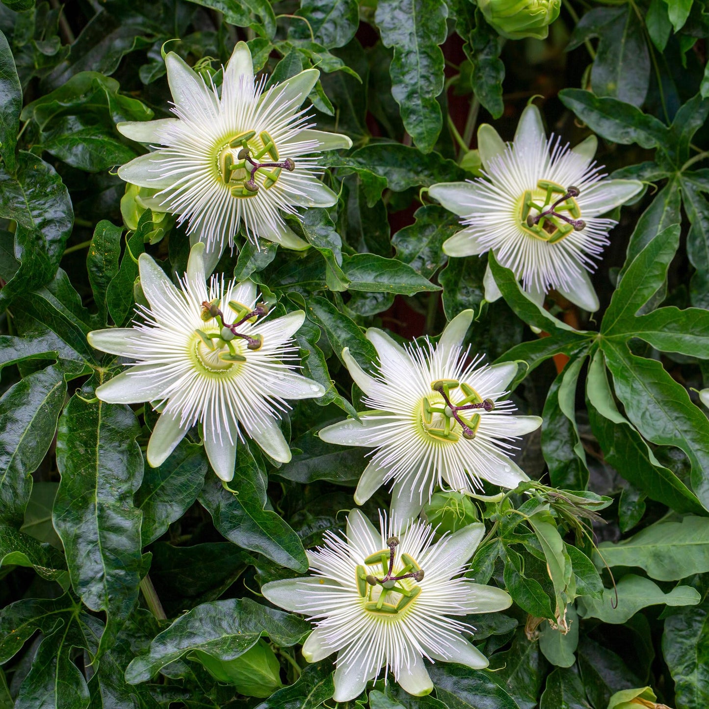 🌸 Passiflora 'Avalanche' – Witte Passiebloem (2 stuks)