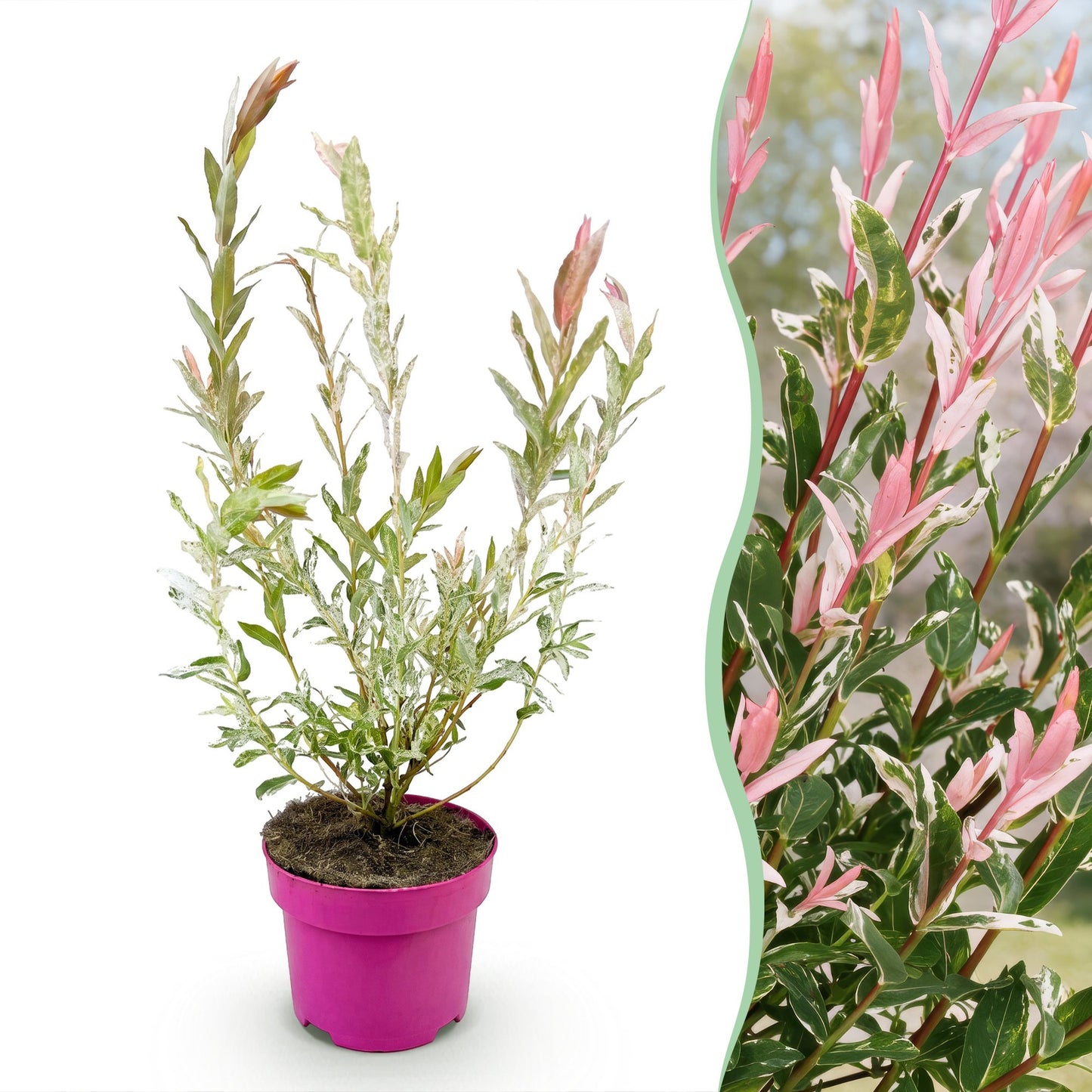 🌿 Salix Flamingo – Bonte Wilg