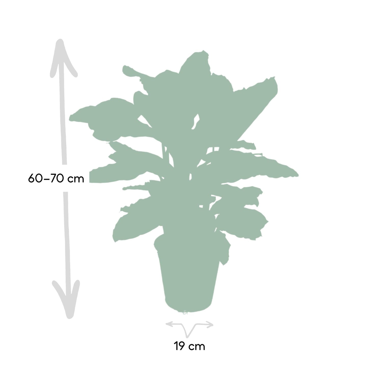 🌿 Calathea Zebrina | Grote Pauwenplant
