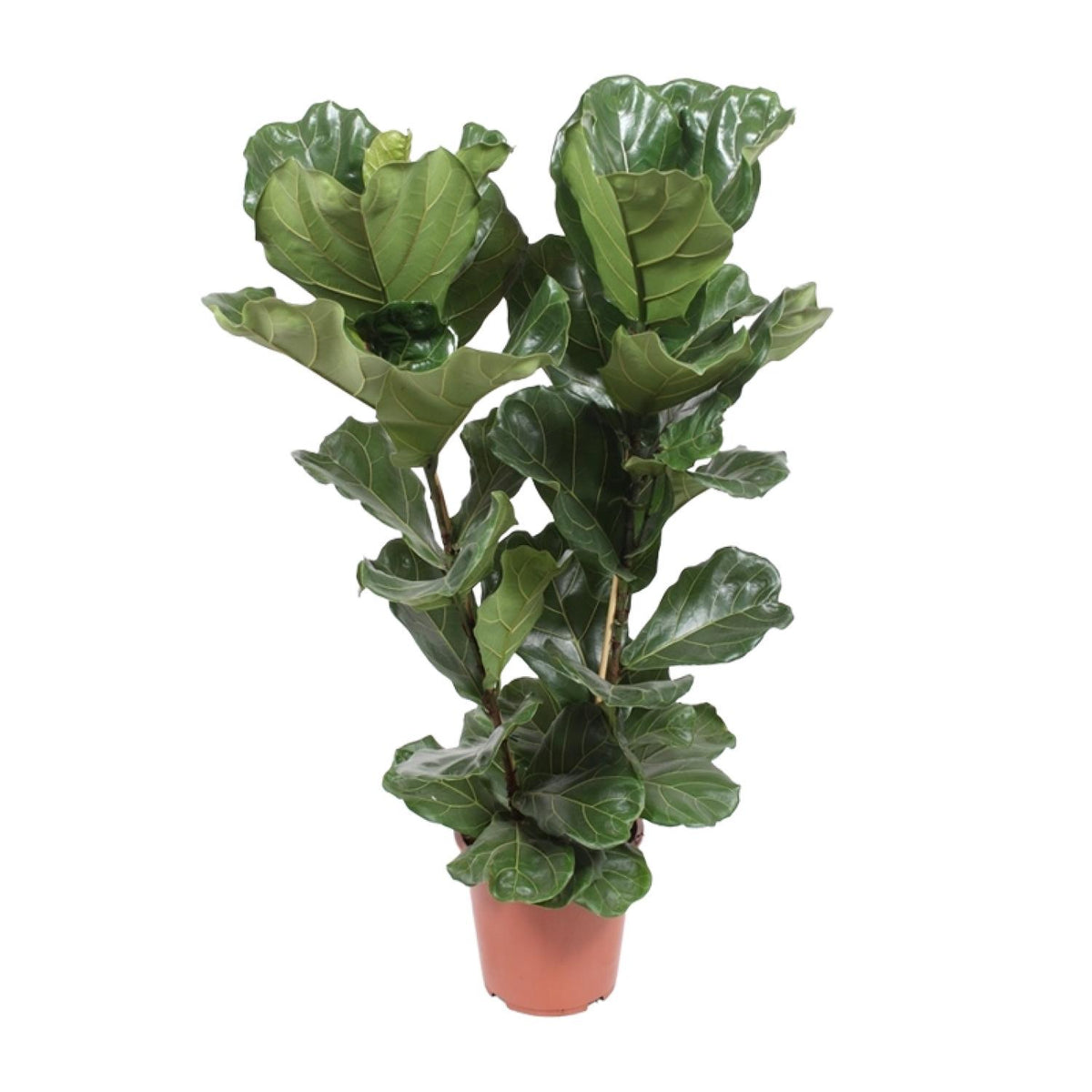 🌿 Ficus Lyrata – Grote Tabaksplant met Karakteristieke Bladeren