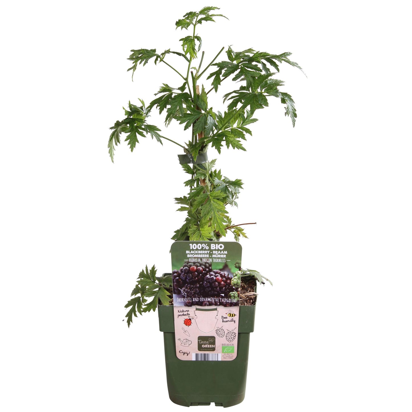 🍇 Rubus fruticosus ‘Thornless Evergreen’ – Doornloze Braam