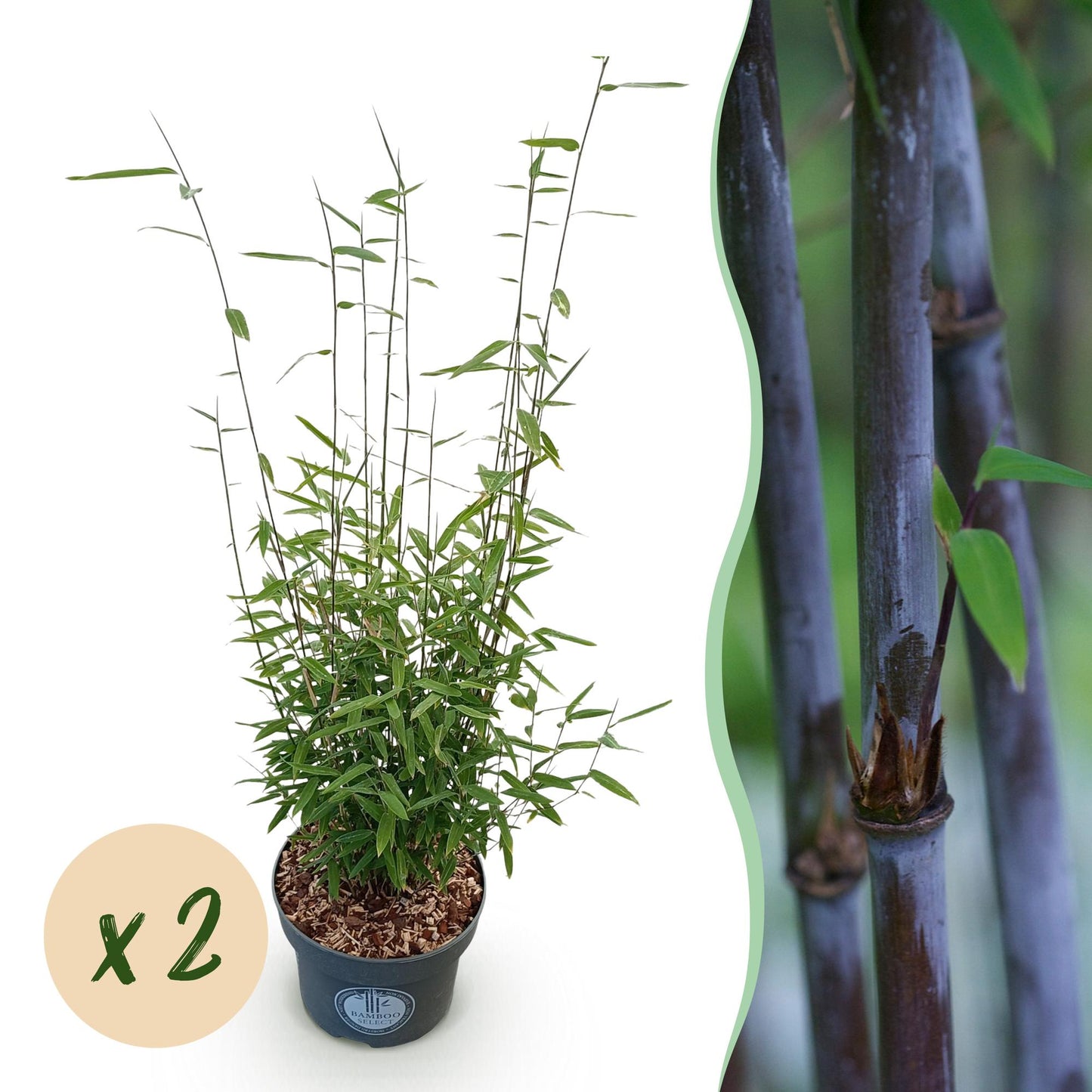 🎋 Fargesia nitida ‘Black Dragon’ | Niet-woekerende Bamboe (2 stuks)