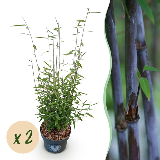 🎋 Fargesia nitida ‘Black Dragon’ | Niet-woekerende Bamboe (2 stuks)