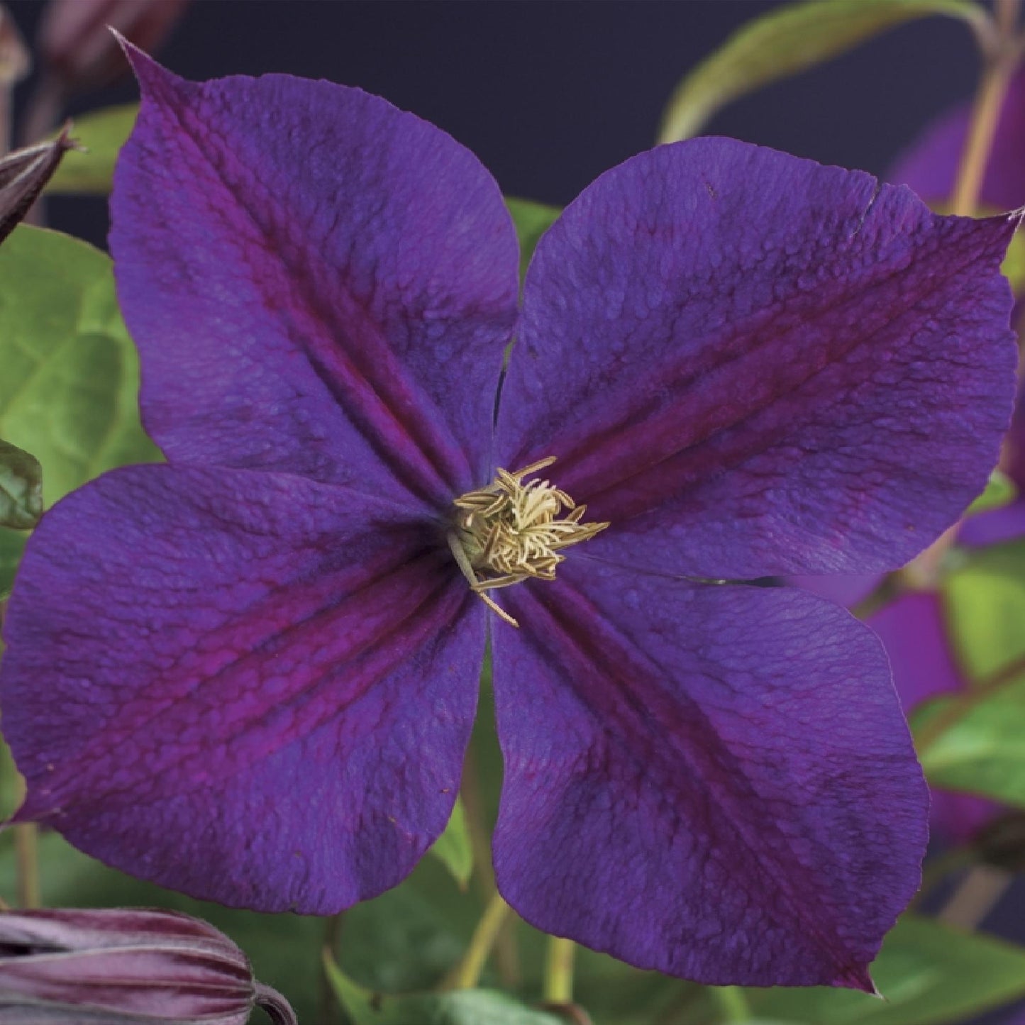 🌸 Clematis ‘Star of India’ – Klimplant (2 Stuks)