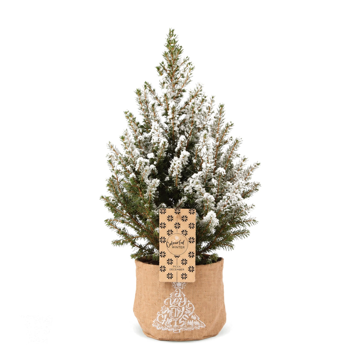 🎄 Picea glauca ‘Conica’ – Kegelspar met witte winteraccenten en jute zak
