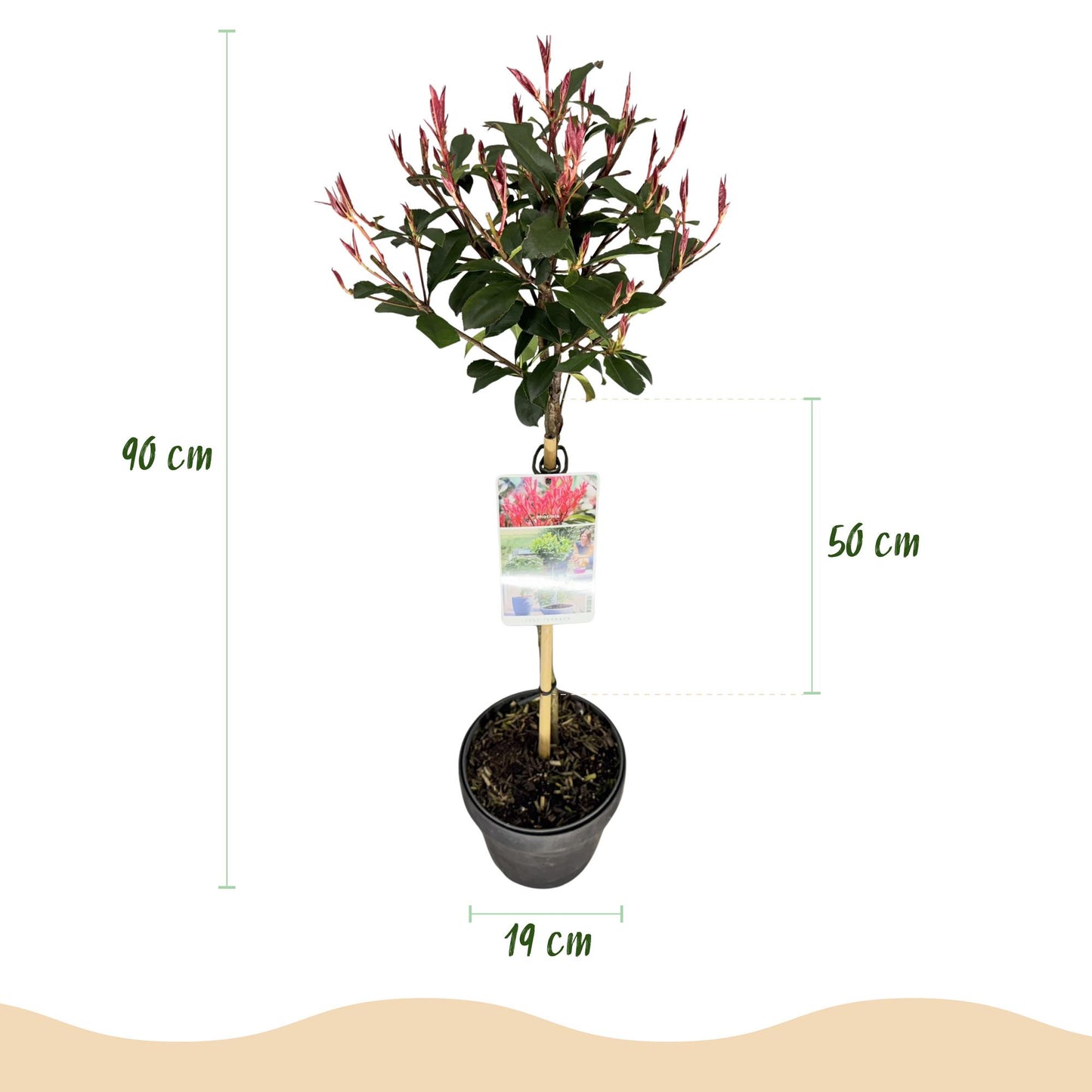 🌿 Photinia fraseri ‘Carré Rouge’ | Terrasplant (XL)