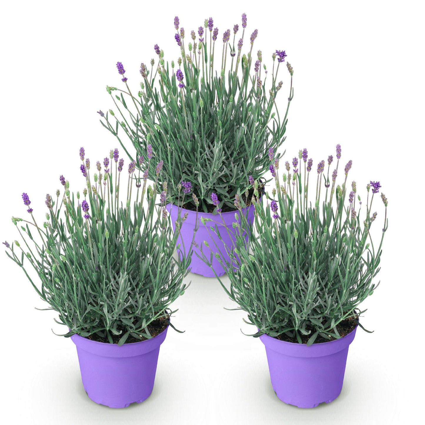 🌿 Lavandula ‘Munstead’ | Winterharde Lavendel (3 Stuks)