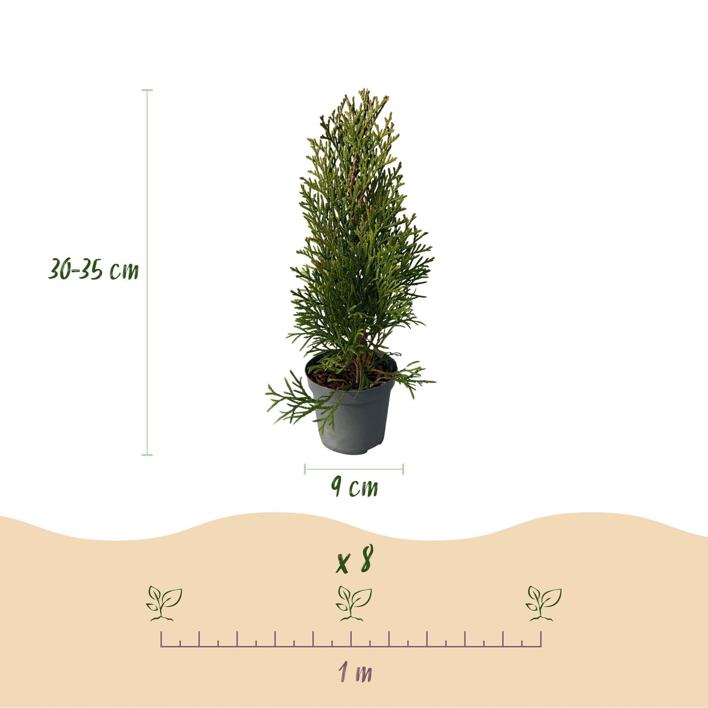🌿 Thuja occidentalis ‘Smaragd’ | Haagplant (8 Stuks)