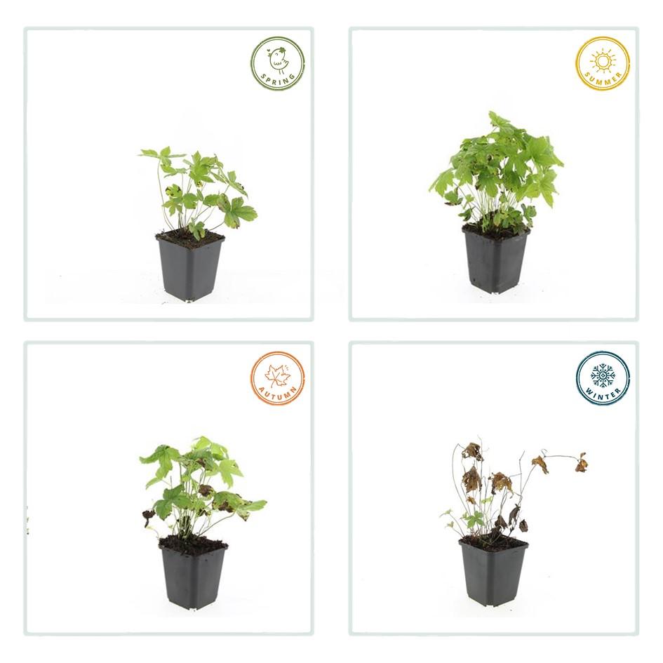 🌸 Geranium nodosum – Ooievaarsbek (6 Stuks)