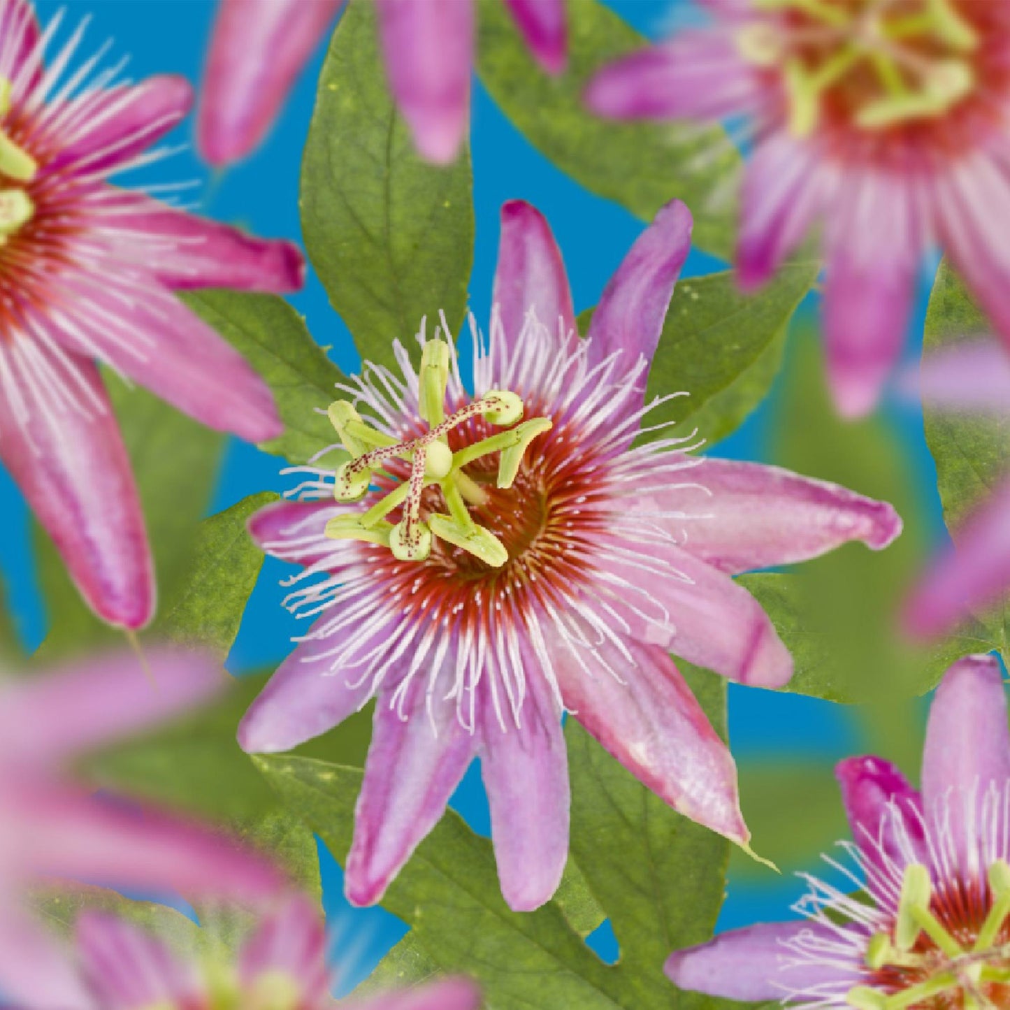 🌸 Passiflora 'Anastasia' – Roze Passiebloem (2 stuks)