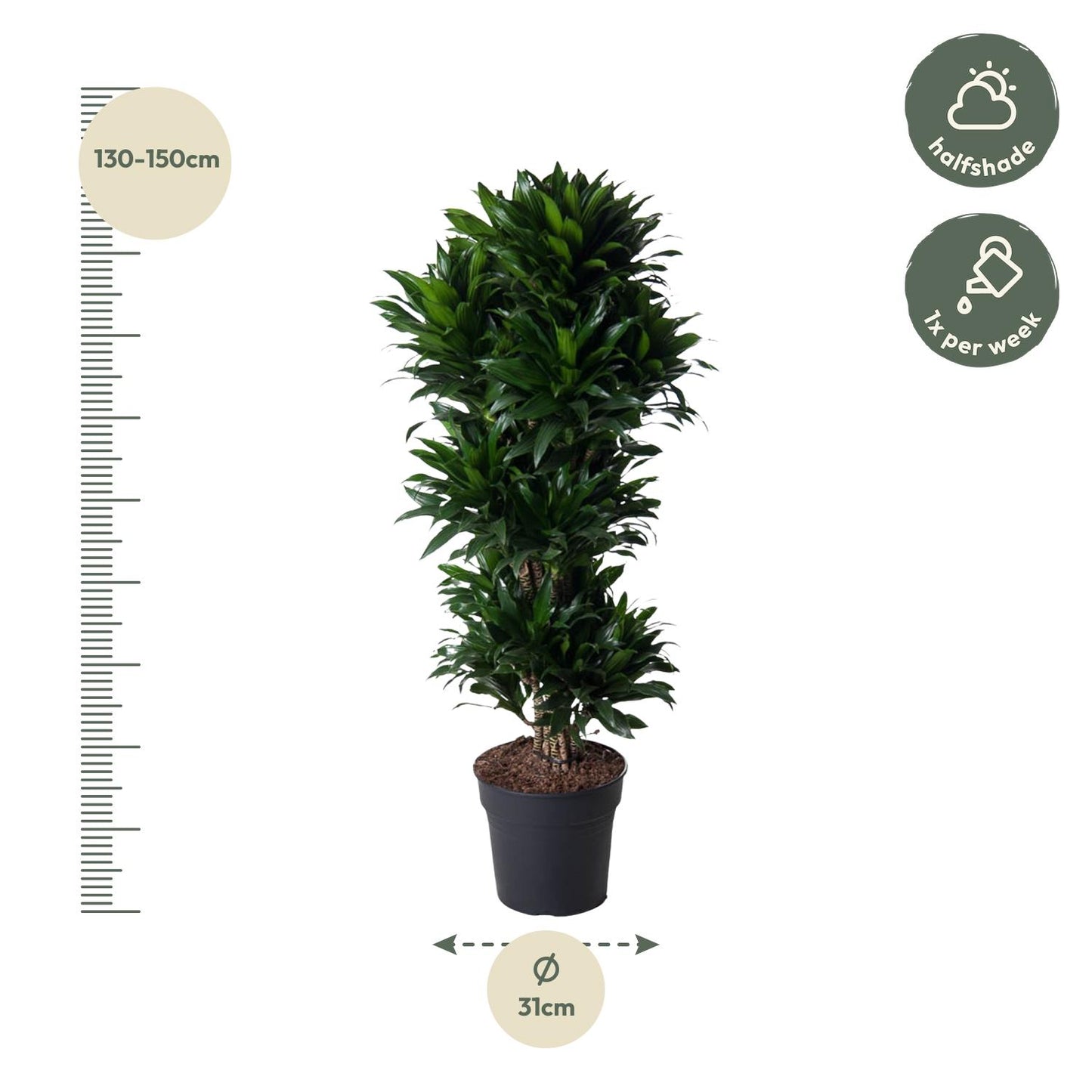 🌿 Dracaena Compacta | Grote Luchtzuiverende Kamerplant