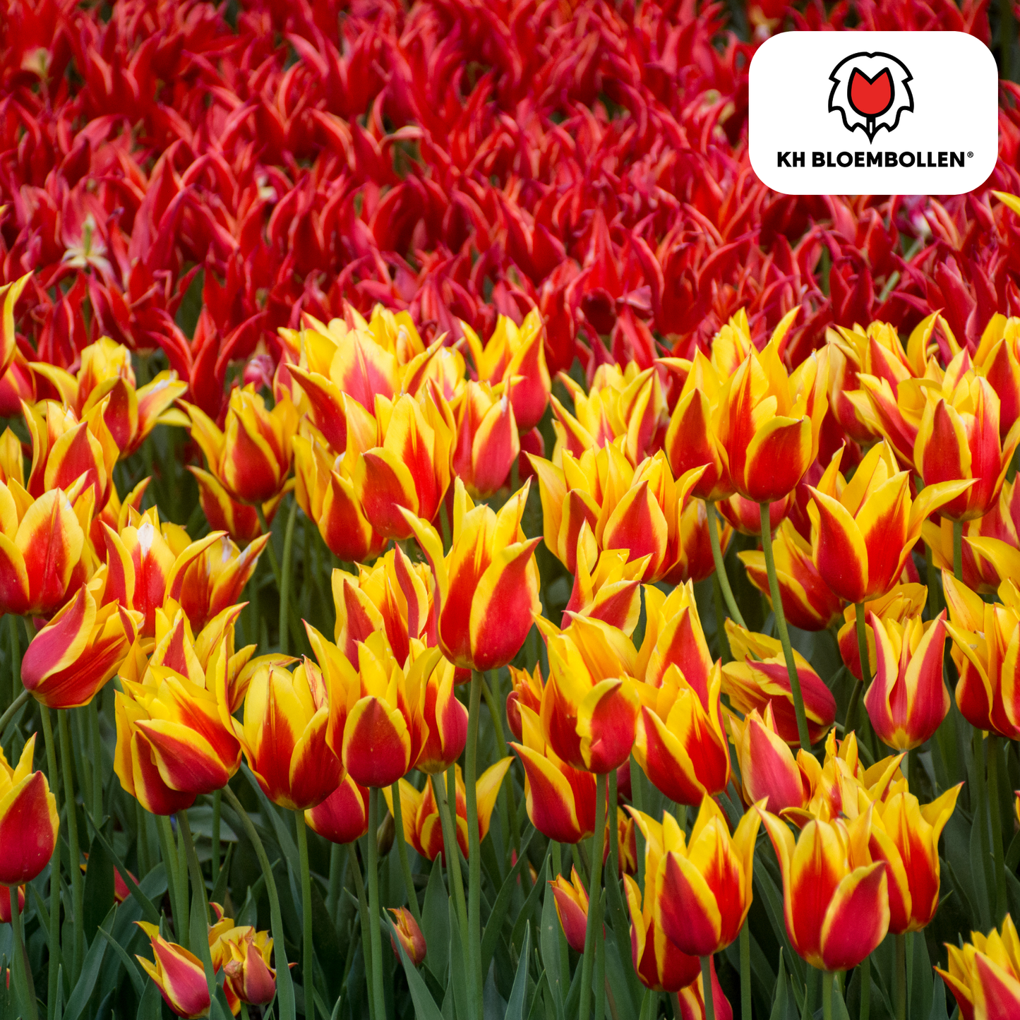 🌷 Tulpenbollen ‘Fire Wings’ – Rood-Geel Gevlamde Tulp (20 Stuks)