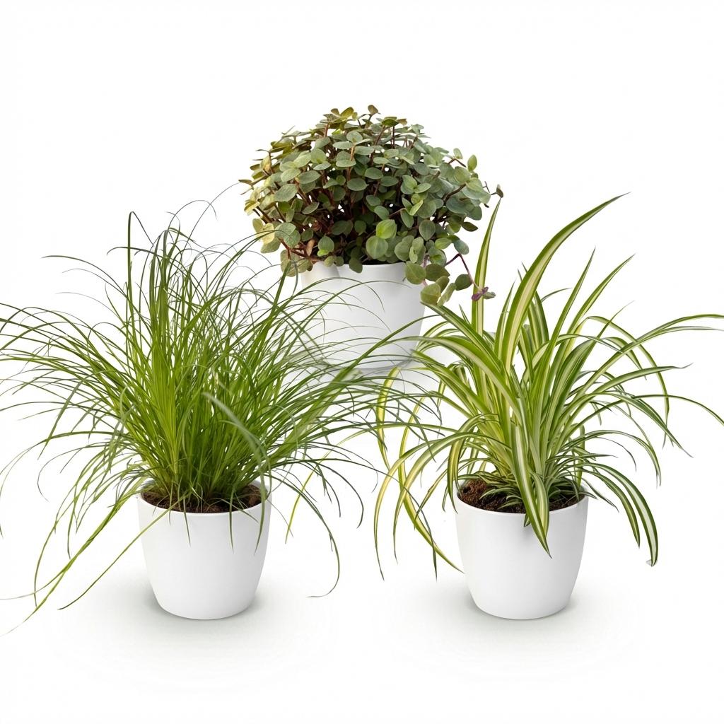 🌿 Diervriendelijke Planten Mix | 3 Kamerplanten met Witte Pot