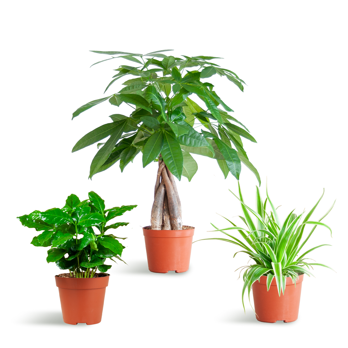 🐾 Diervriendelijke Plantenbox – Klein Zonder Sierpot (3 stuks)