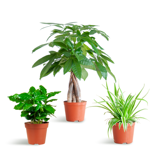 🐾 Diervriendelijke Plantenbox – Klein Zonder Sierpot (3 stuks)