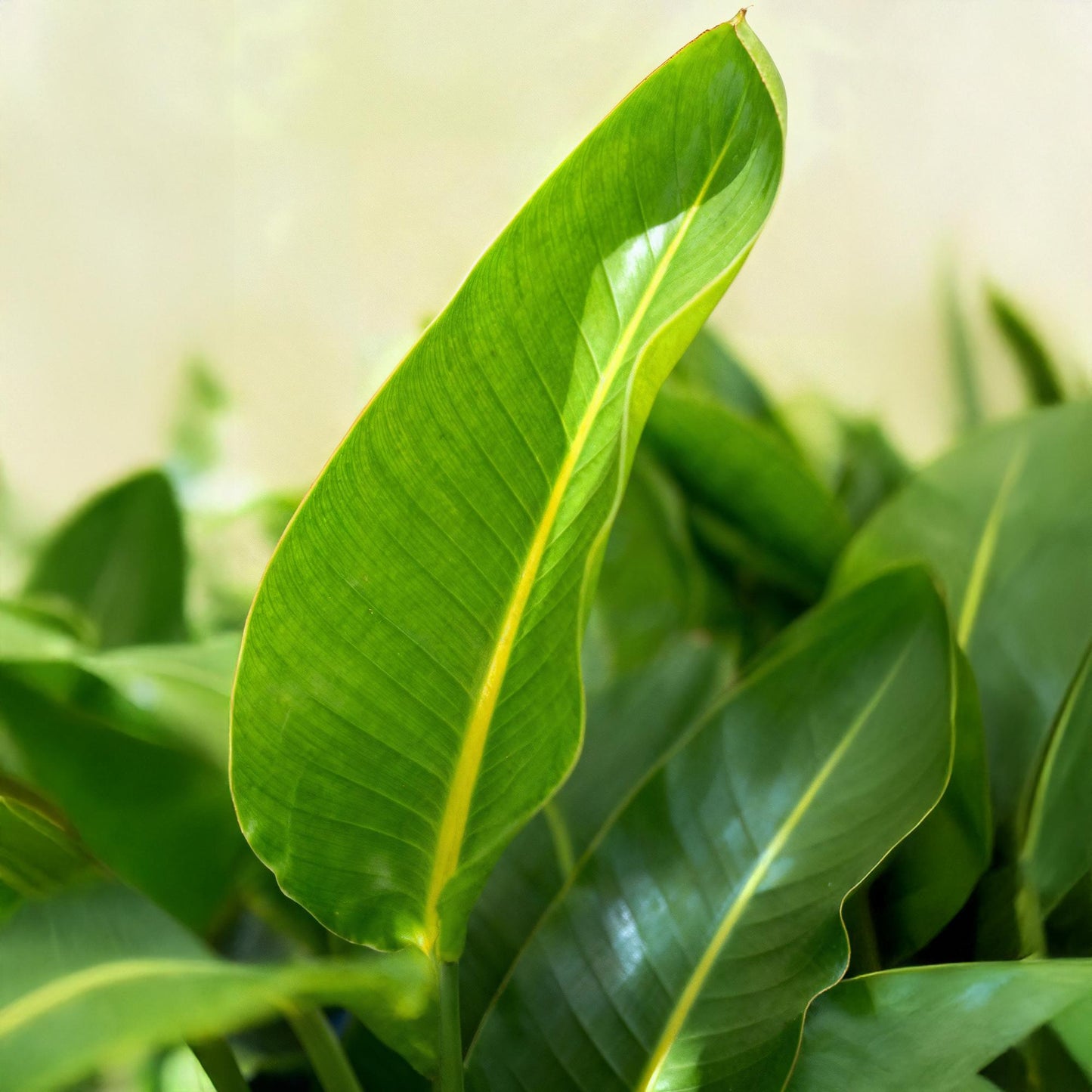🌿 Strelitzia nicolai – Paradijsvogelplant
