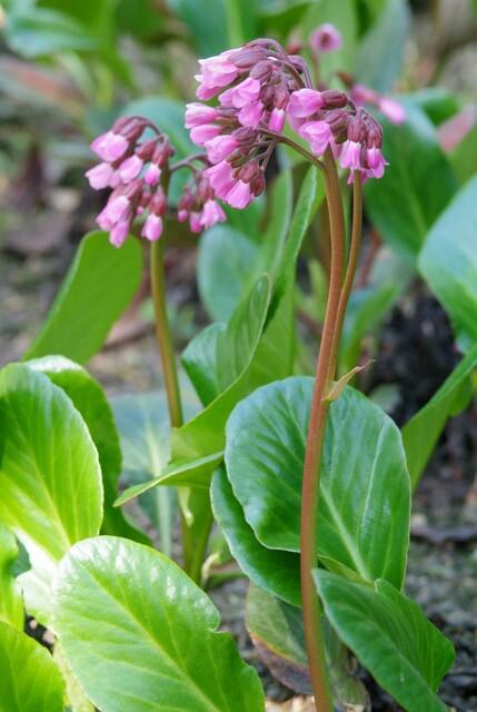 🌸 Bergenia cordifolia ‘Herbstblüte’ – Schoenlappersplant (6 Stuks)