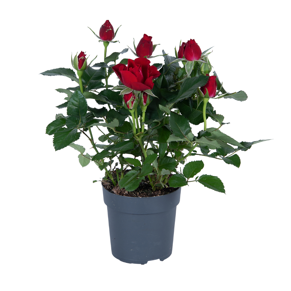 🌹 Rosa – Rode Roos